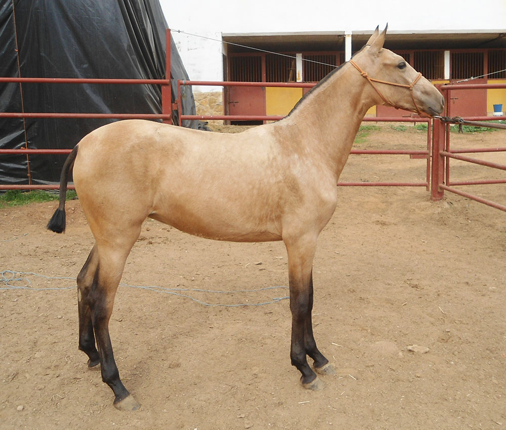 Caballo en Venta
